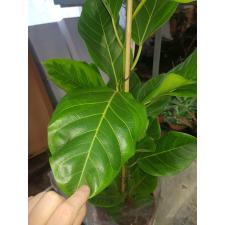 Ficus Altissima pot 21 cm