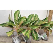 Аглаонема Амор. / Aglaonema Amor A-17