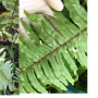 Nephrolepis faltata variegated  (leaf length > 50 cm.)