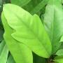 Ficus sp.(T11) 'Huay Kaew' No.4 (trilobe and wide leaf).