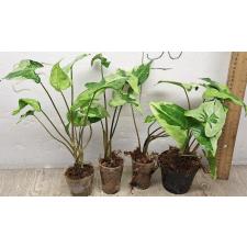 Сингониум Три Короля / Syngonium Three Kings