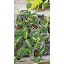 Aglaonema pictum tricolor 1,7" детка