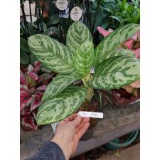 Aglaonema Thong Nithi 136