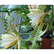 Epiphyllum Anguliger 
