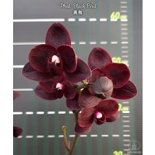 Phal. Black Bird HCC/OIOS 2.5" B44 april