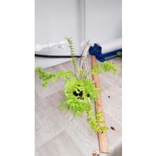 Nephrolepis falcata 'Furcans' (mutation) в горшке по 2700р