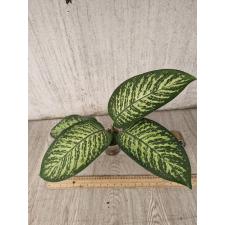 dieffenbachia sp lemon tropic  S