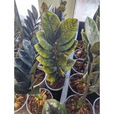 Zamioculcas zamiifolia SP (black leaf) 