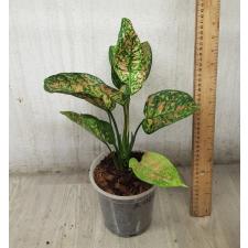 Aglaonema Looklamsam A-125