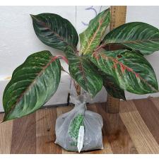 Аглаонема Сомбат Сиам зеленый / Aglaonema Sombat Siam green A-43