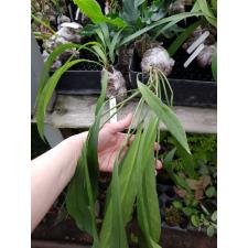 Anthurium vittarifolium(green leaf) 184