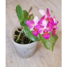 Phal. Liu's Berry 'Trinity'peloric