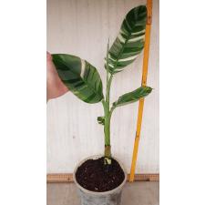Musa variegated (White variegated) (Банан)