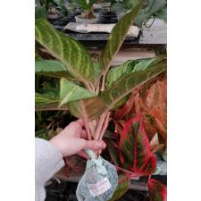 Aglaonema P-33 Lucky green