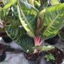 Aglaonema AG-06 Moon light green