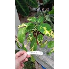 Codiaeum Lao Thong pot
