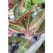 Aglaonema P-1 Banlung