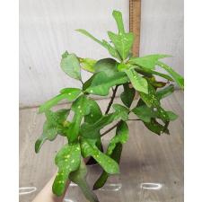 Codiaeum Tri Aswin 122