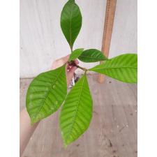 Gardenia carinata 148/1