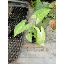 syngonium white butterfly pot 350p