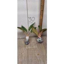 Aglaonema Indiana King A-30