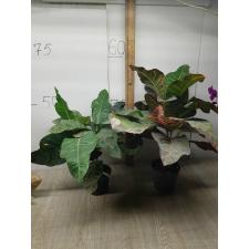 Codiaeum Tri Noosara 79 M