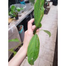 Cinnamomum camphora (seedling) 45