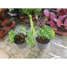 Alocasia Hilo Beauty (Xanthocaladium Hilo Beauty)  pot