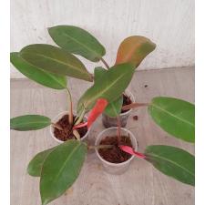 Philodendron Prince Of Orange 900p