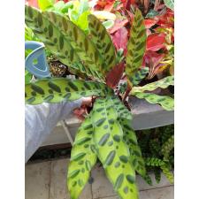 Calathea Lancifolia 14 cm pot