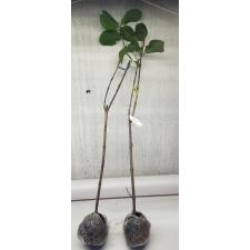 Psidium guajava 'Paen See Thong' (green leaf) 276