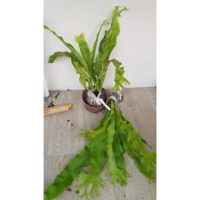 Polypodium musifolium x Microsorum 'Mermaidtail' 180/1 по 3200р