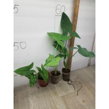 Syngonium Mottled Mojito