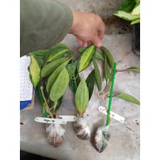 Hoya macrophylla 'Pot of Gold'   314