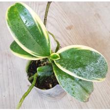 Phal. Sogo Vivien 'SOGO F858' (variegata) 2.5"