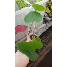 ampelocissus martinii CAUDICIFORM по 1050р