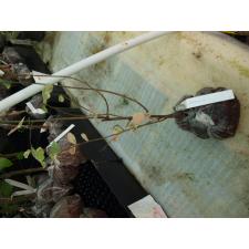 Бриделия томентоза, вариегатная / Bredelia tomentosa variegata