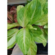 Aglaonema P-30 Yellow Mongkon