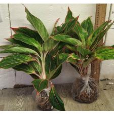 Аглаонема Аврора - Сияющий розовый / Aglaonema Aurora - Sparkling Pink A-10