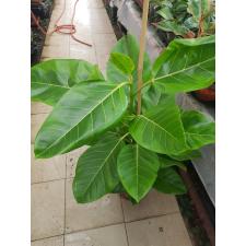 Ficus Altissima pot 21 cm