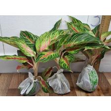 Аглаонема Панама Красная / Aglaonema Panama - Red A-93
