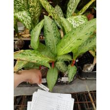 Dieffenbachia Udomsub (Silver Splash)312-349/1