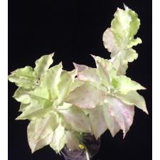 Pedilanthus Zigzag Lime (pure white) 5 cm pot 300p