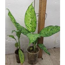 Диффенбахия сп. Трехцветный / Dieffenbachia sp Tricolor