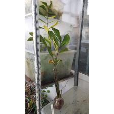 Zamioculcas zamiifolia variegated (long leaf) mart 