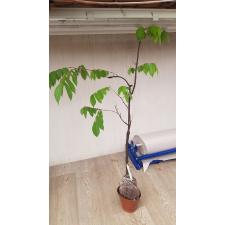 Averrhoa carambola 'B17' (grafted) 29  3100р