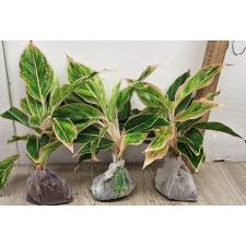 Аглаонема Аврора Розовая / Aglaonema Aurora -  Pink A-8