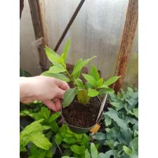 Laurus Nobilus 11 cm 