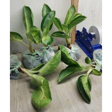 Aglaonema P-7 (XL) Banana wealthy