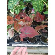 Caladium 22.06… 6 cm pot